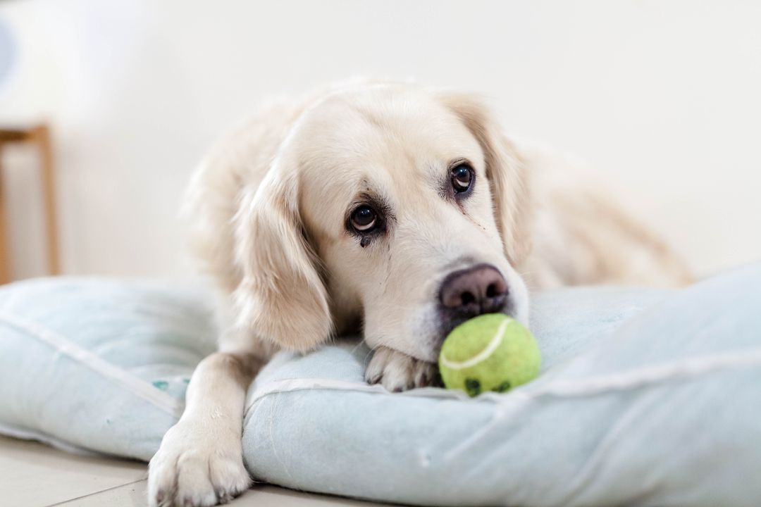 Golden retriever resting on a light-blue dog bed with a tennis ball