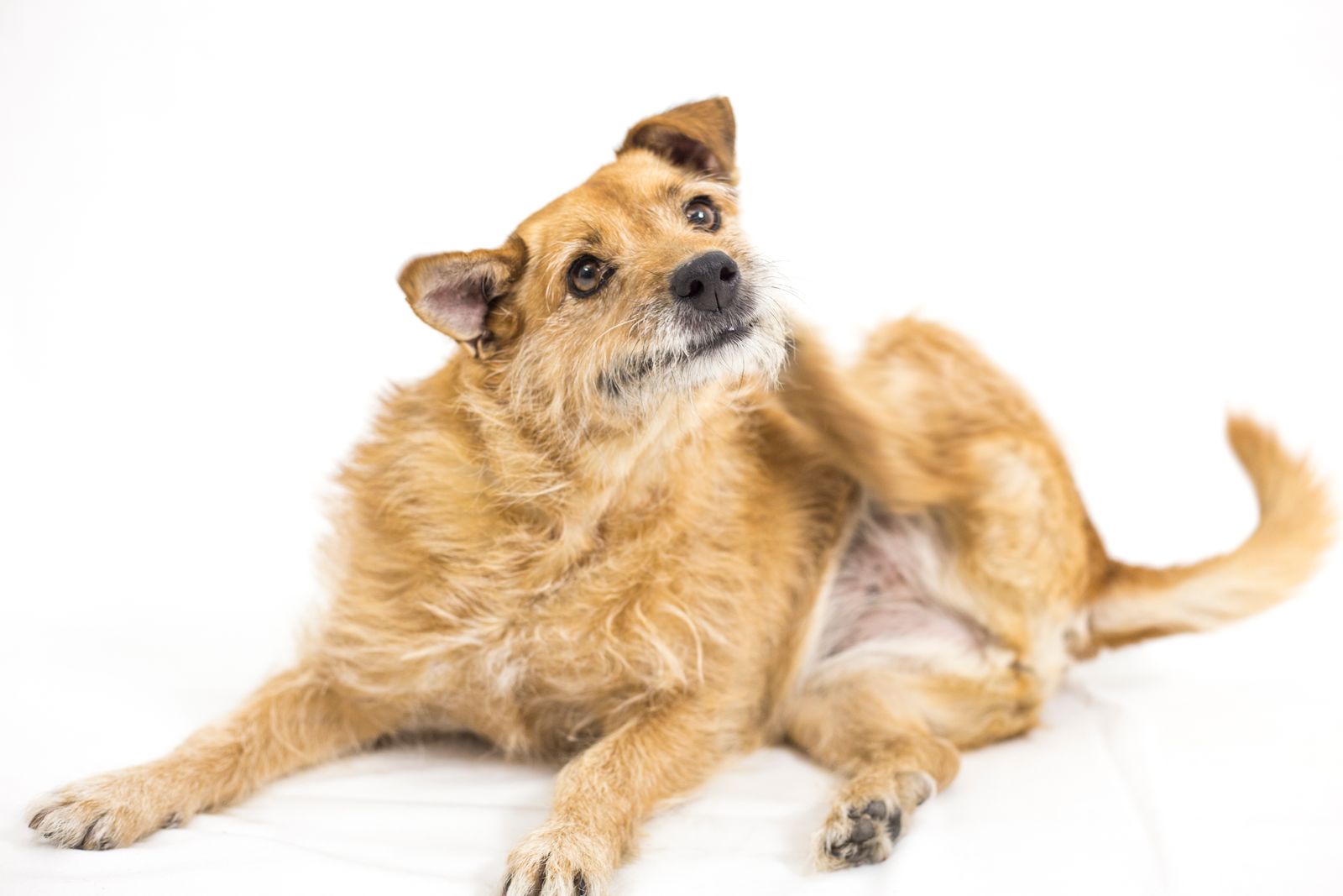 Small terrier scratching its side with a hind leg