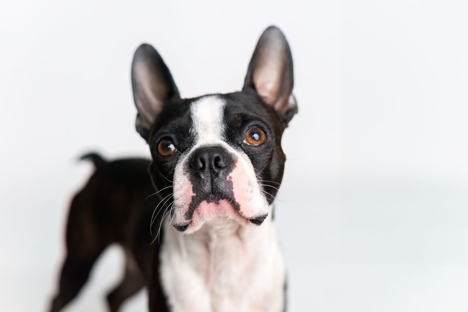 Close-up portrait of a Boston terrier