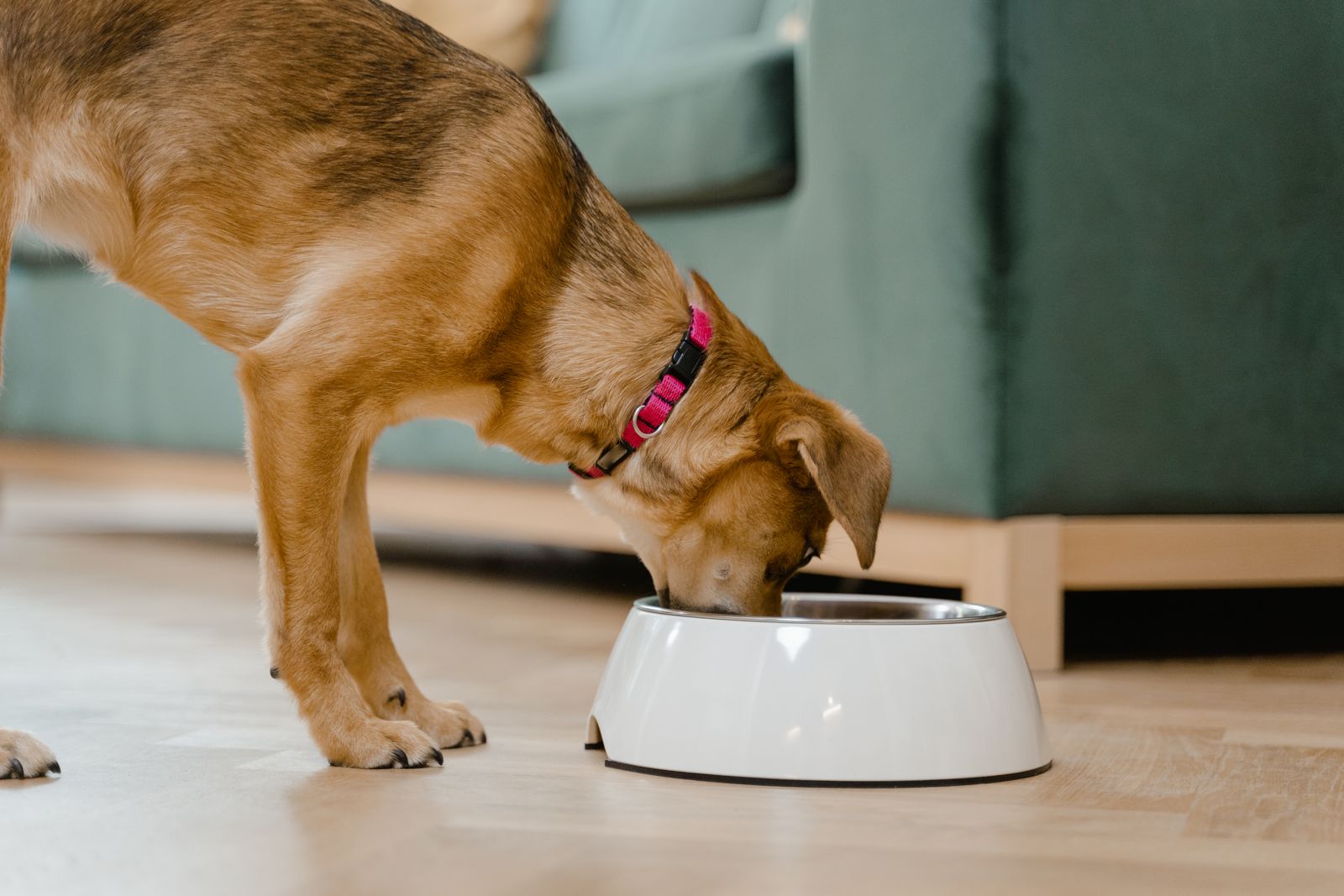 Dog eating kibble from a white food bowl indoors