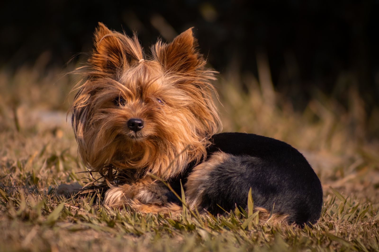Yorkshire terrier resting on grass in sunlight
