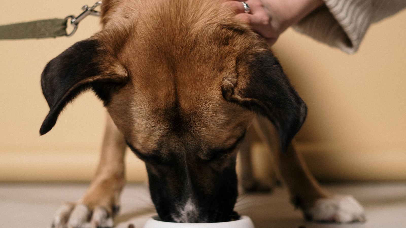 Dog eating kibble from a white bowl while being gently petted