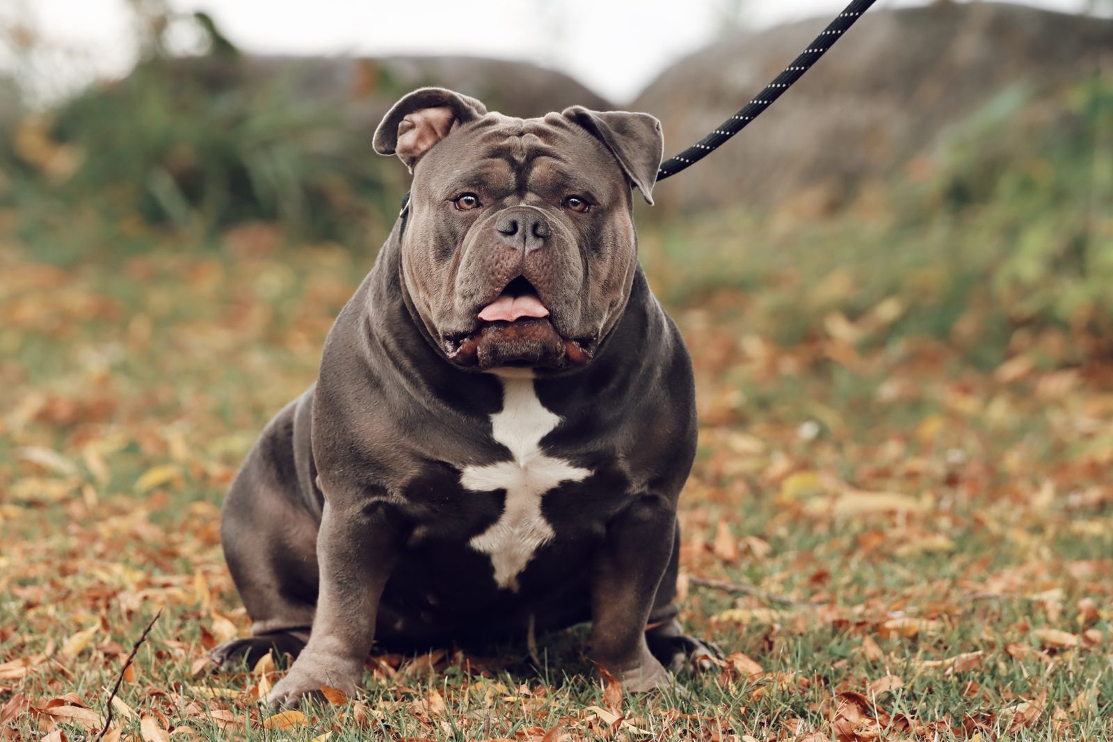 American bully sitting among autumn leaves
