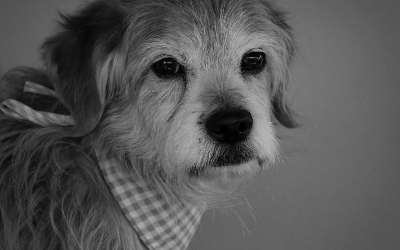 Close-up portrait of a calm senior dog with graying fur