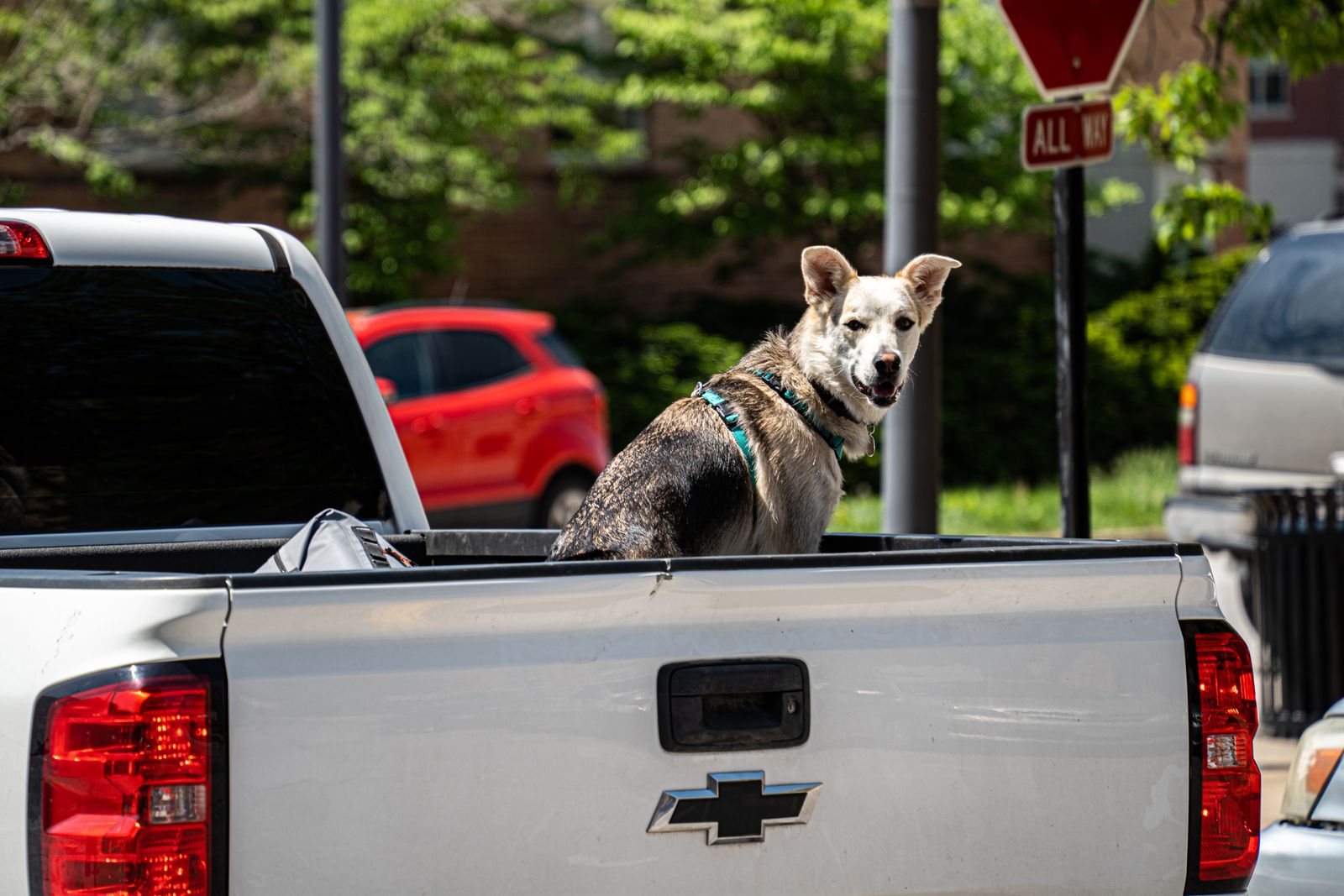 Dog sitting in the back of a pickup truck