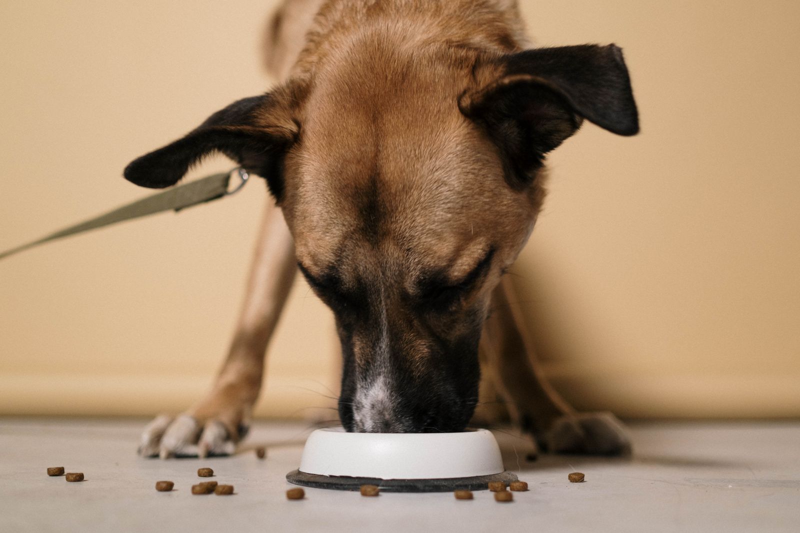Brown dog eating kibble from a white bowl