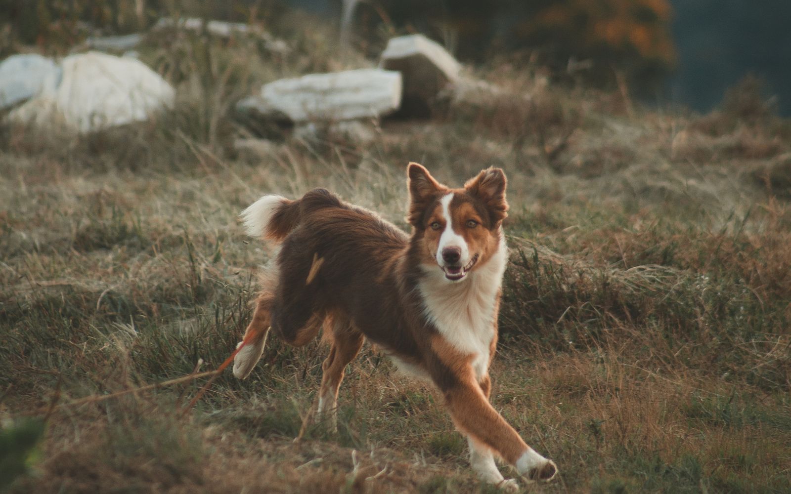 Brown-and-white dog running across a grassy field