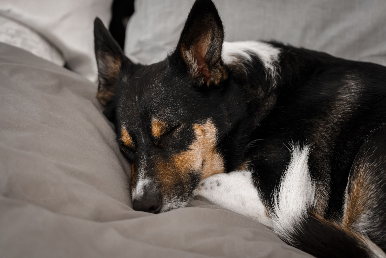 Black-and-white dog sleeping curled up on a bed