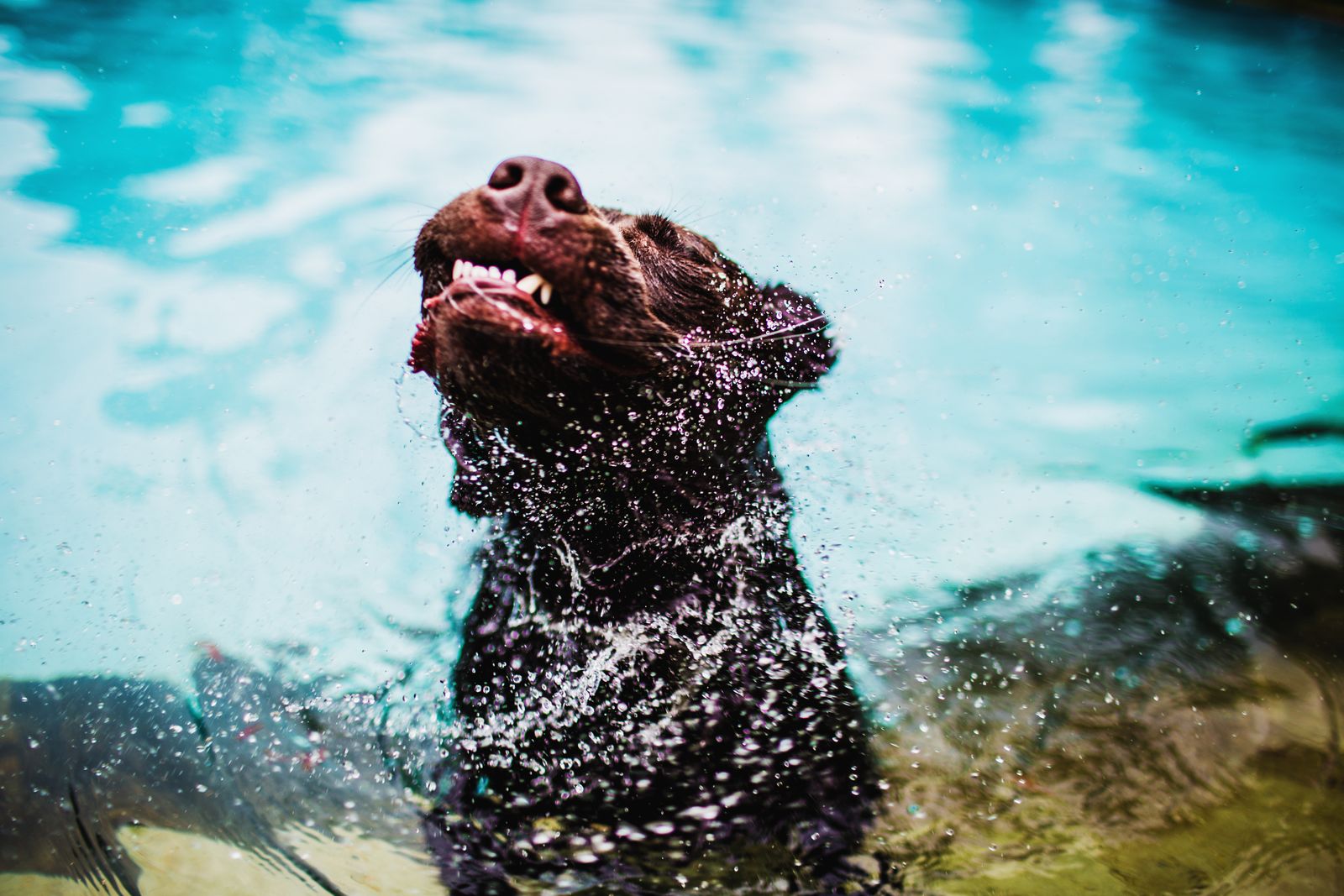 Chocolate Labrador shaking water off in a swimming pool