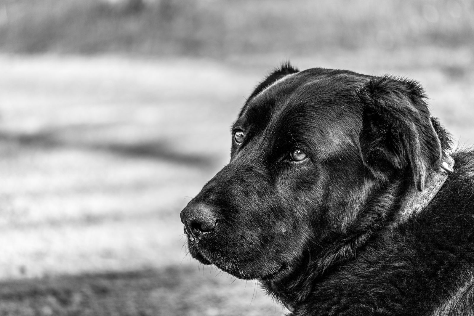 Senior black dog in profile gazing into the distance