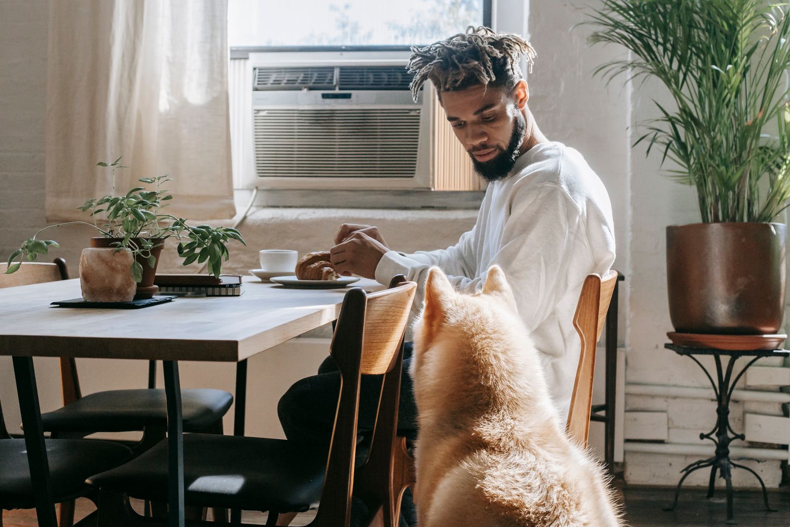 Dog watching hopefully while its owner eats in a sunlit kitchen