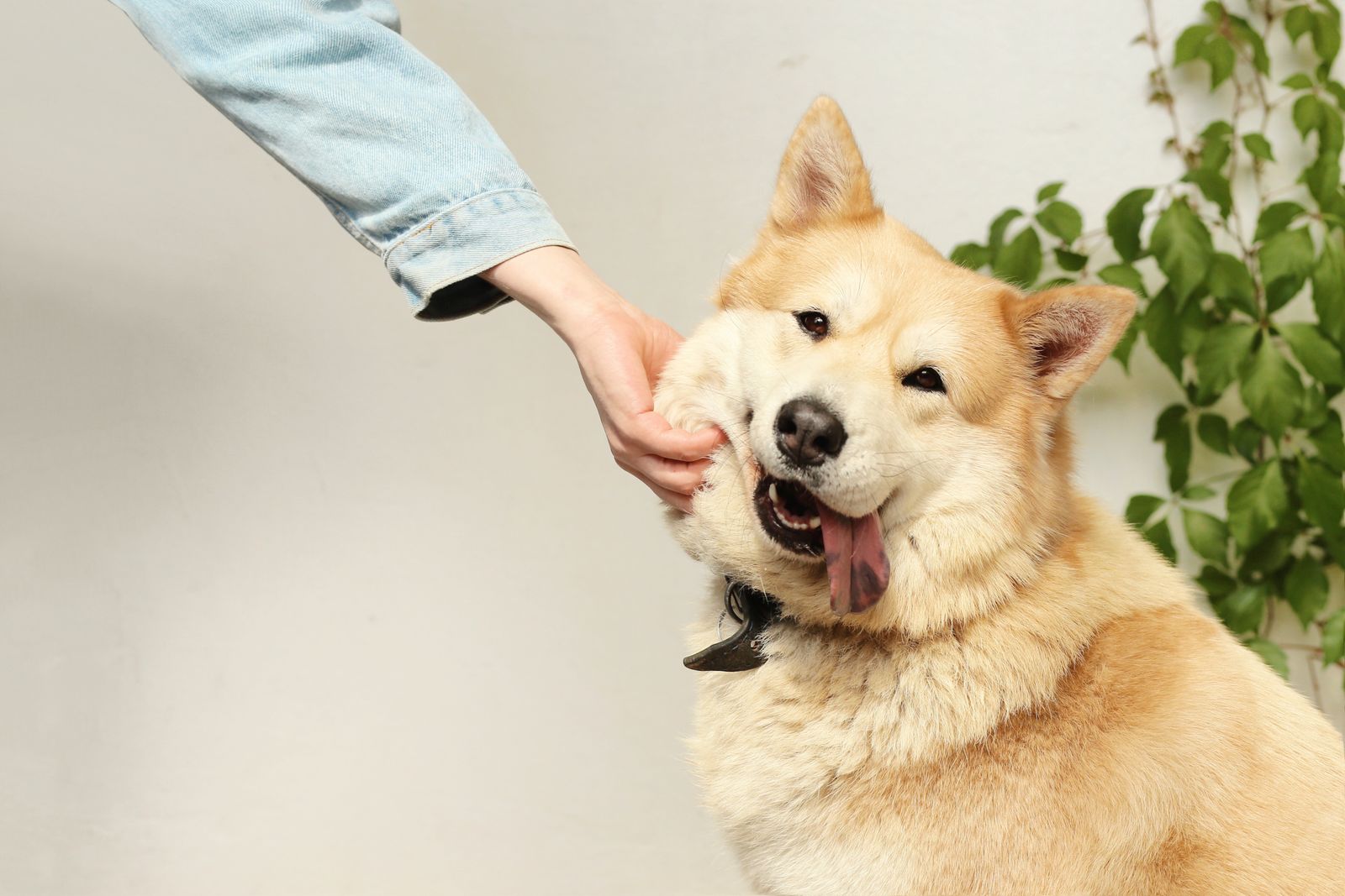 Owner gently stroking a senior dog's cheek
