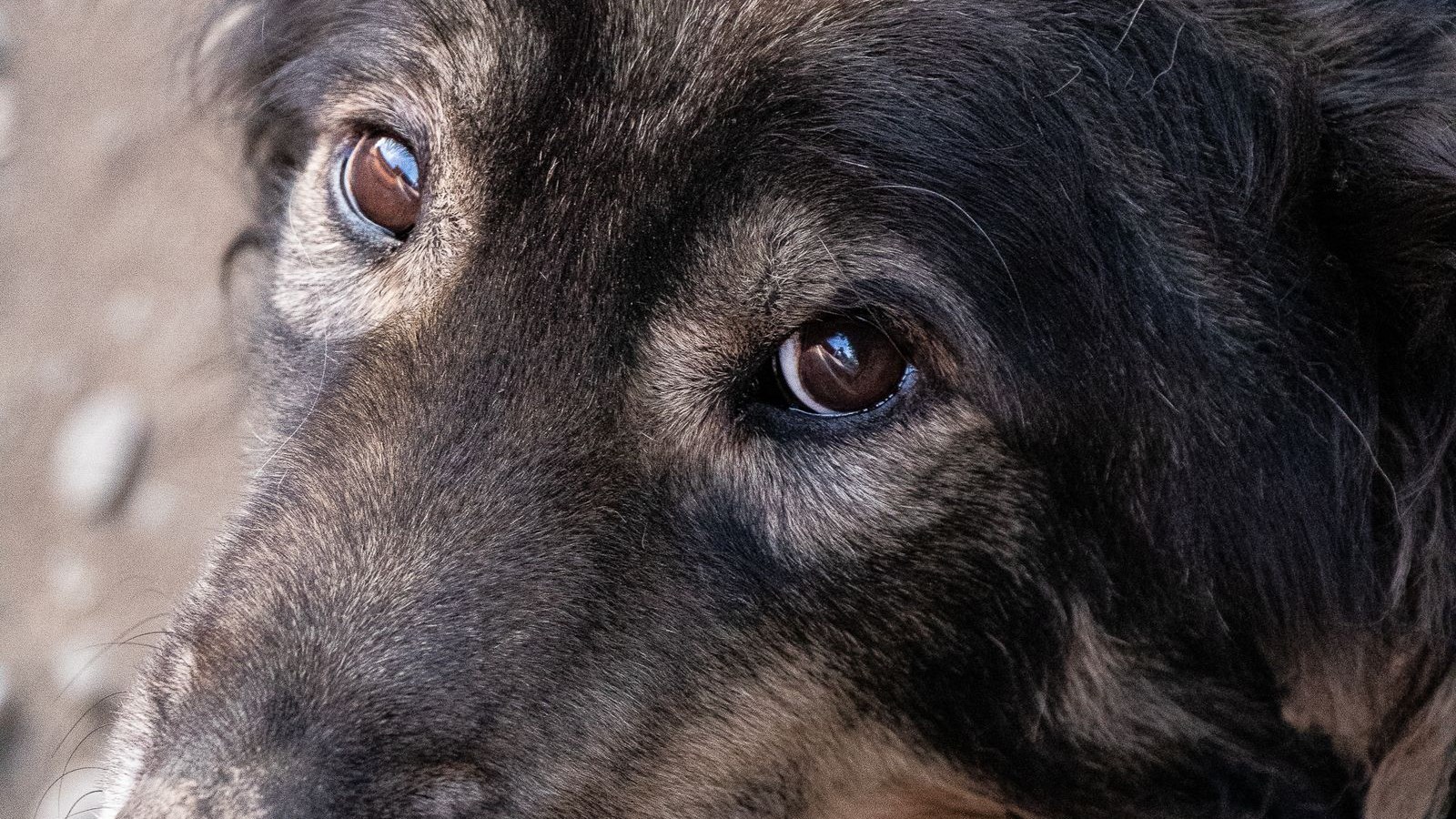 Close-up portrait of a calm senior dog with thoughtful eyes