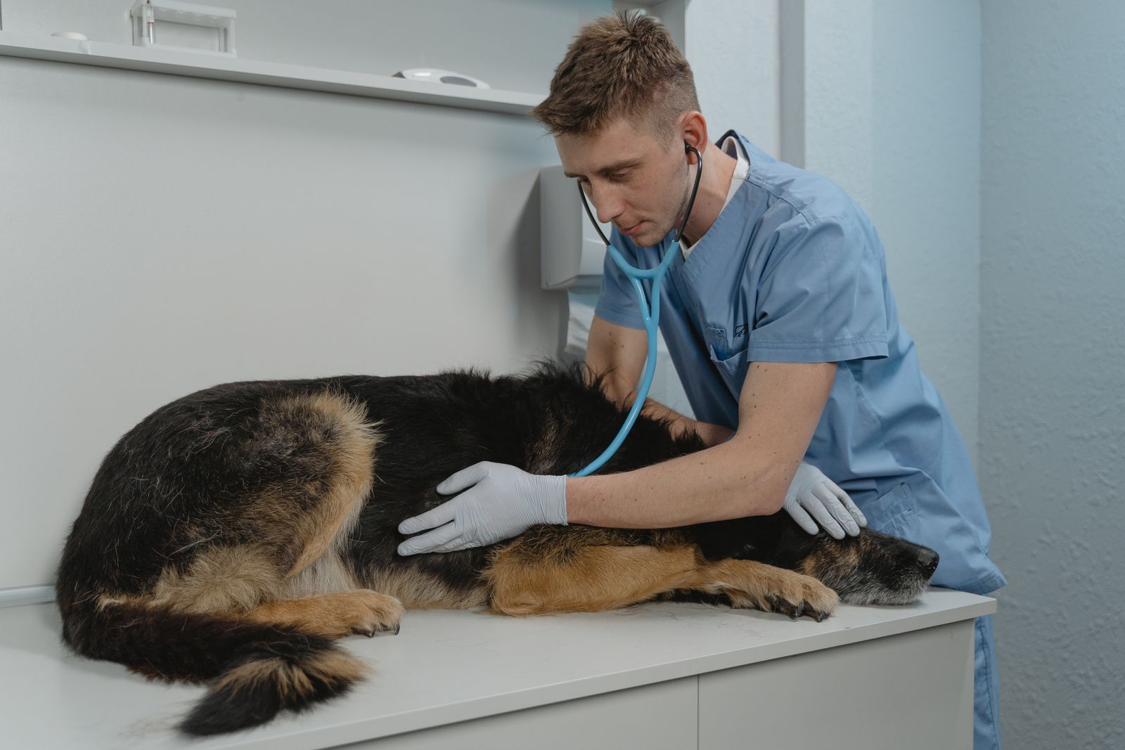 Veterinarian examining a dog with a stethoscope
