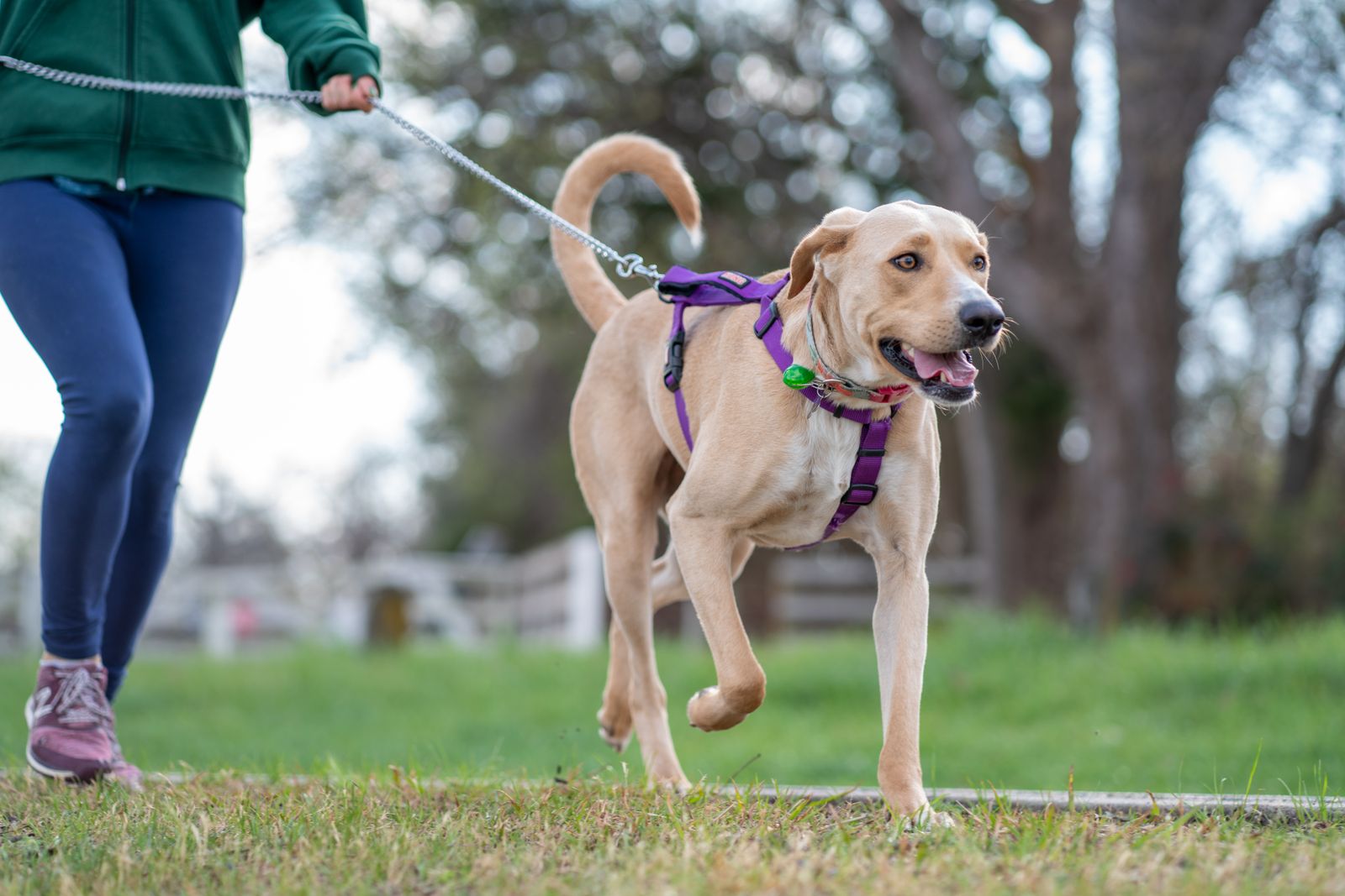 Dog in a harness walking outdoors with its owner