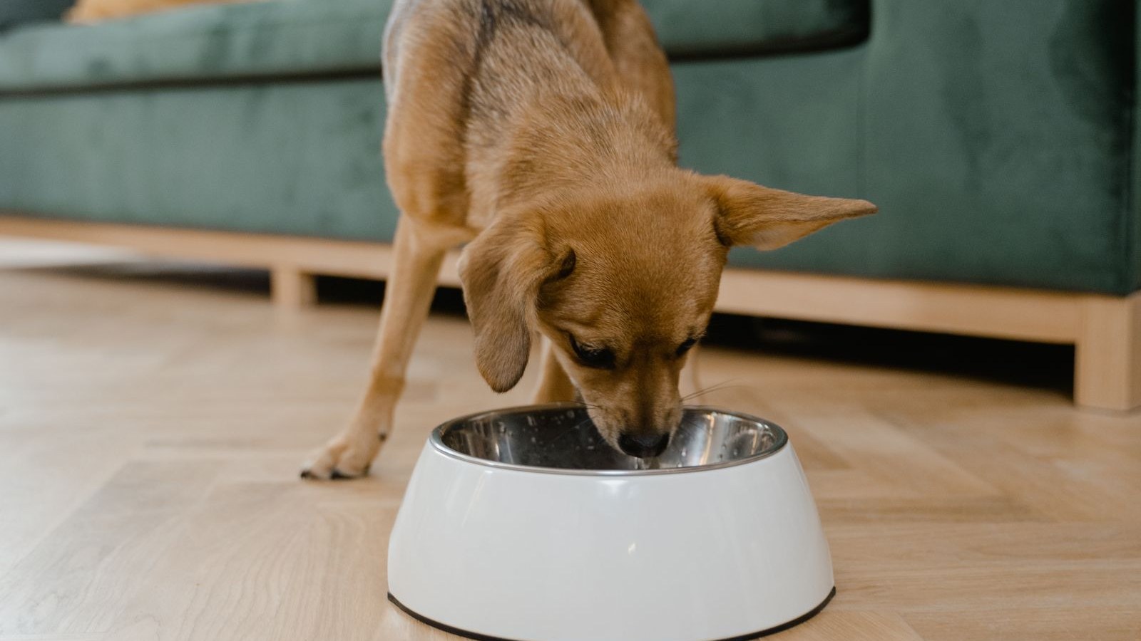 Small dog eating from a white bowl in a living room