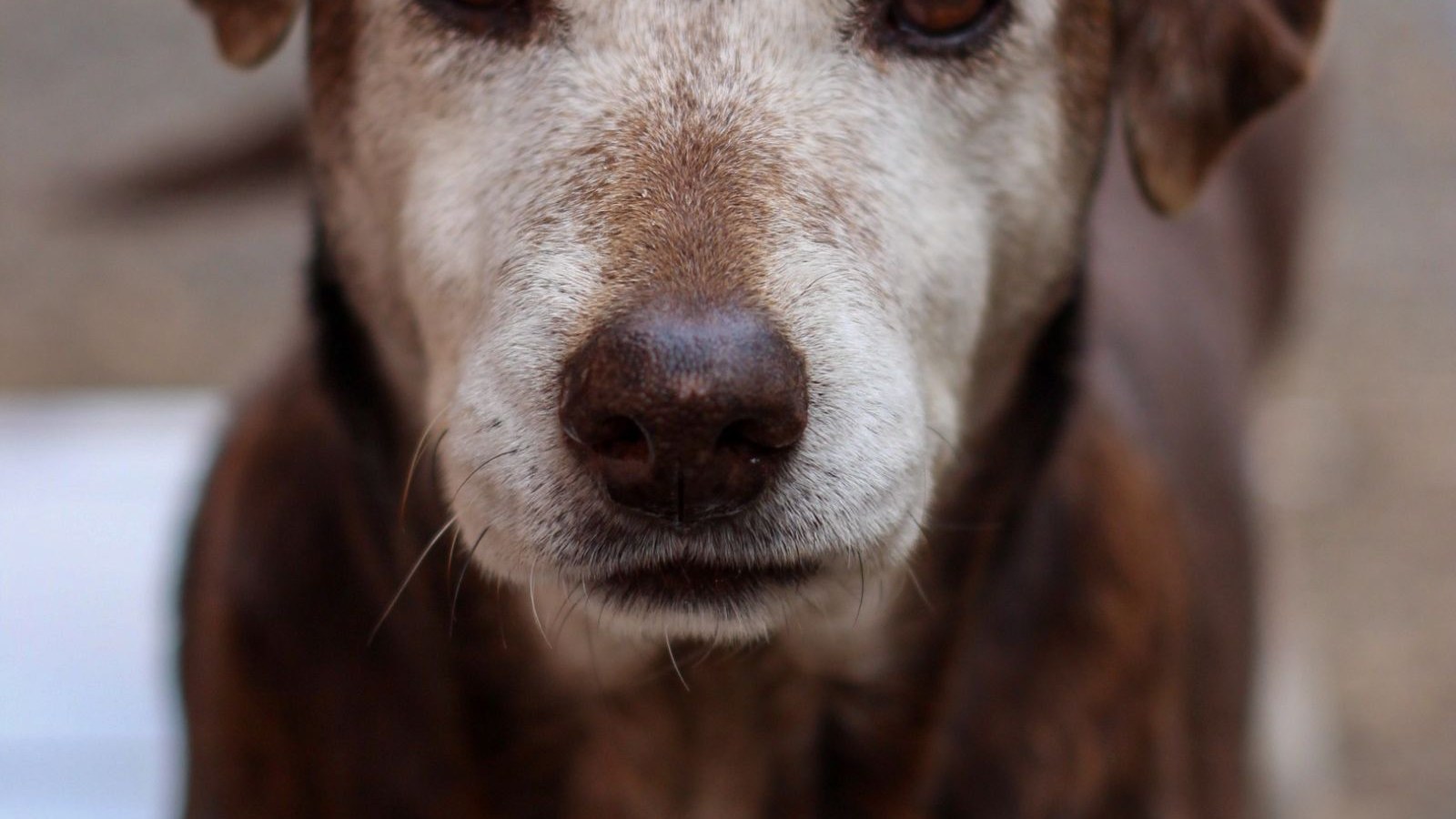 Close-up of an elderly dog's grey-muzzled face