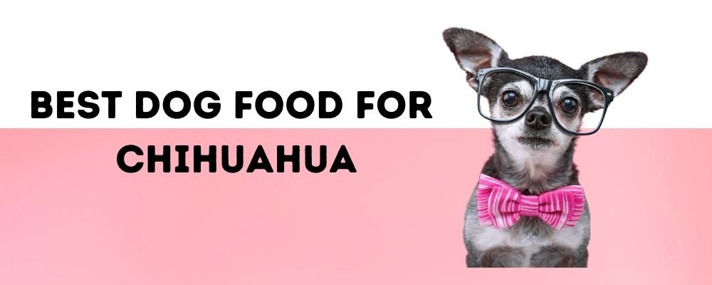 Best Dog Food for Chihuahua
