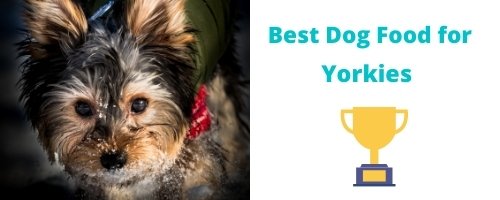 Best Dog Food for Yorkies