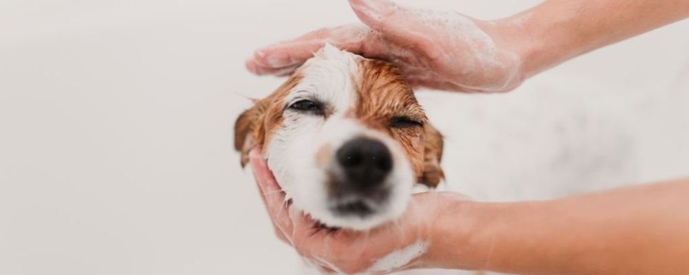 Best Puppy Shampoo