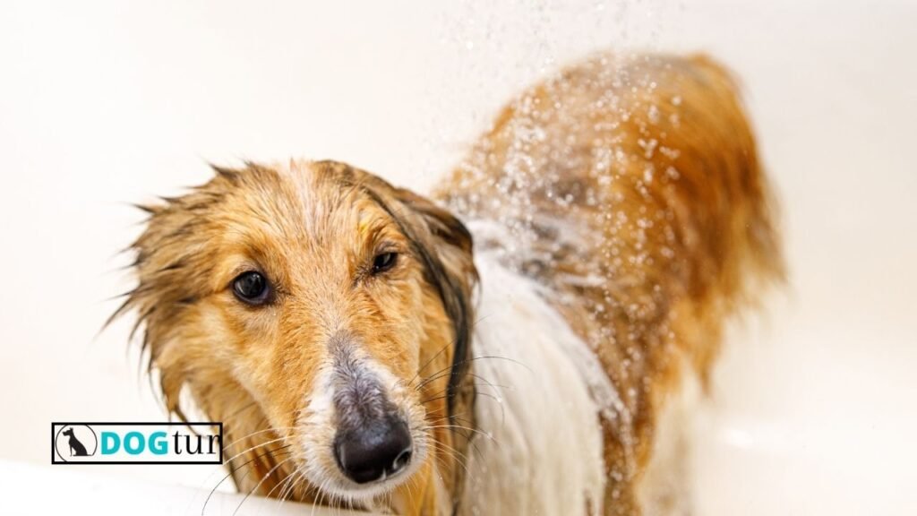 How Often Should You Wash Your Dog