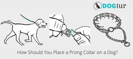 Guide to How Should You Place a Prong Collar on a Dog?