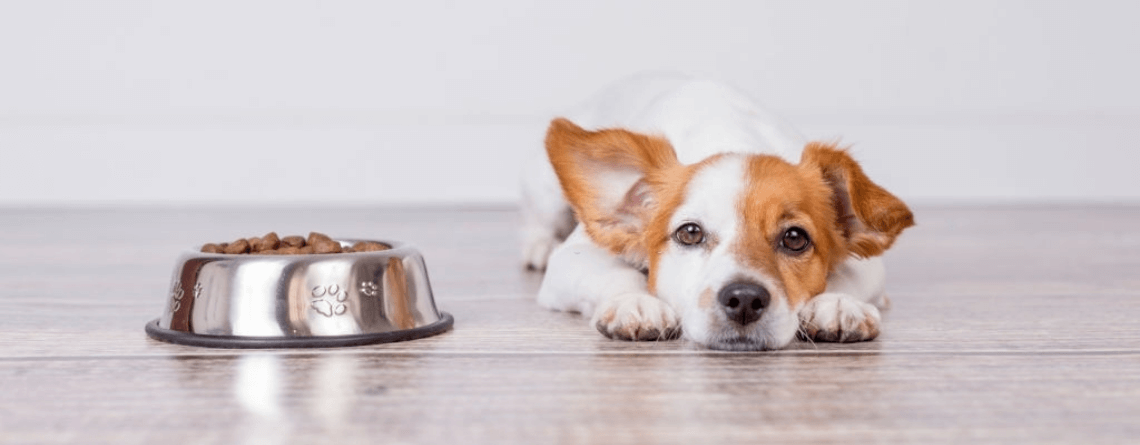 Best Dog Foods for Hypothyroidism