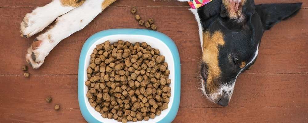 Best High Fiber Dog Food Anal Gland Problems