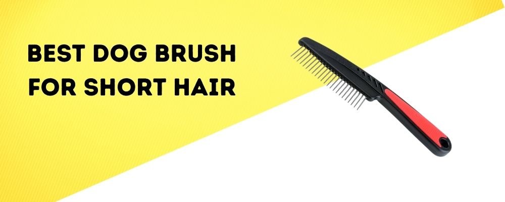 Best Dog Brush for Short Hair