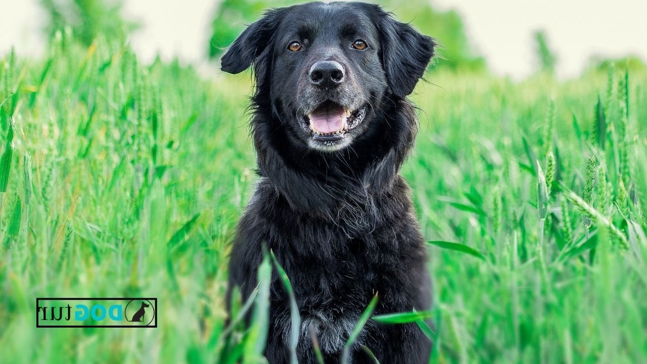 What Do You do if an Off-Leash Dog Approaches You while you are Walking a Dog?