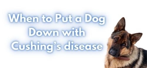 When to Put a Dog Down with Cushing’s disease