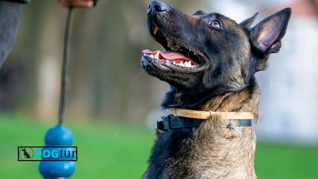 Which Breed of Dog Does the US Secret Service Exclusively Use?