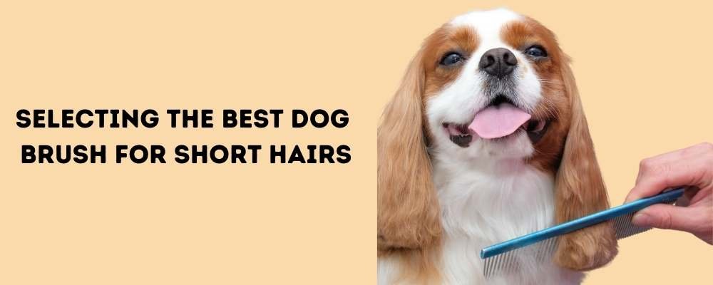 Best dog brush for short hair