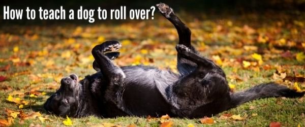 How to Teach a Dog to Roll Over?