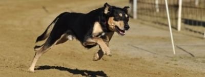 how fast a dog can run