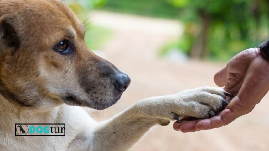 What age can a dog learn shake?