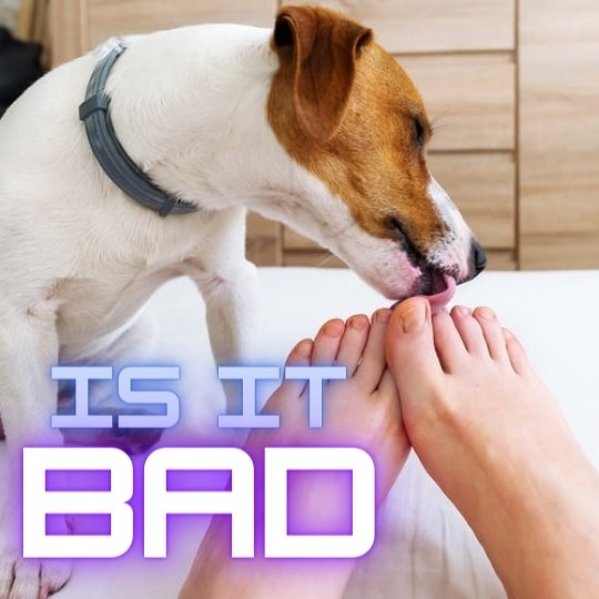 Is it bad for your dog to lick your feet?