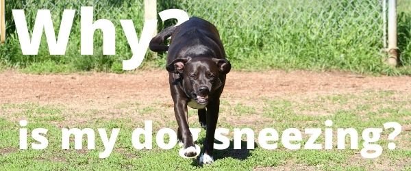 Why is My Dog Sneezing? July 2023