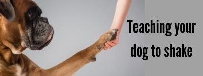 how to teach a dog to shake