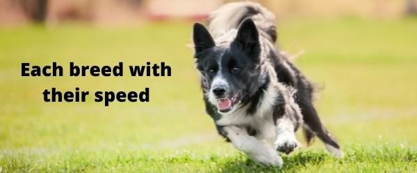 The following are the speeds of different dog breeds