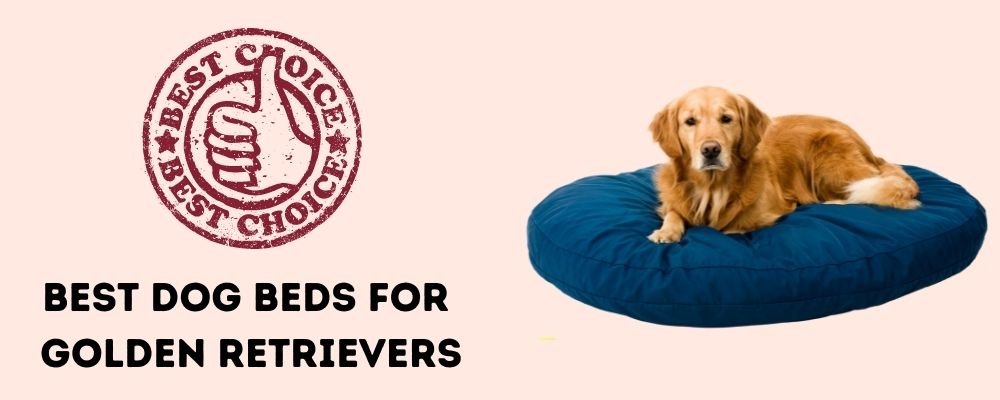 Best Dog Beds for Golden Retrievers