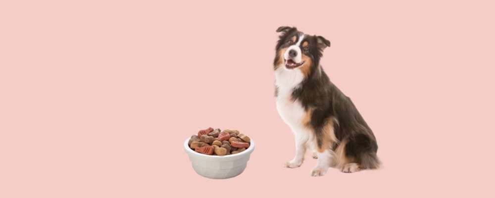 Best Dog Food for Australian Shepherds