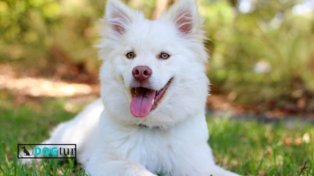 Best Dog Food for Maltese