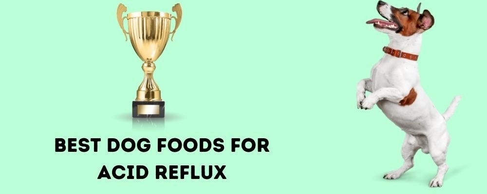 Best Dog Foods for Acid Reflux