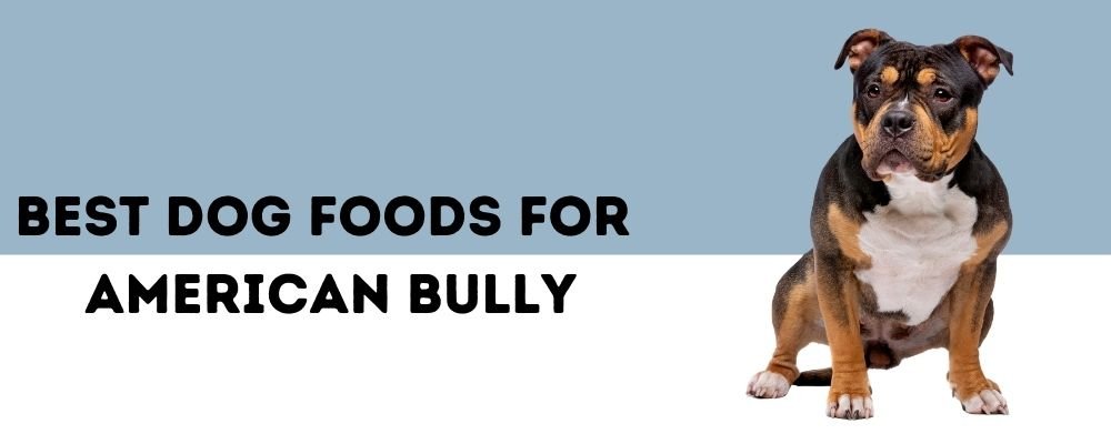 Best Dog Foods for American Bully