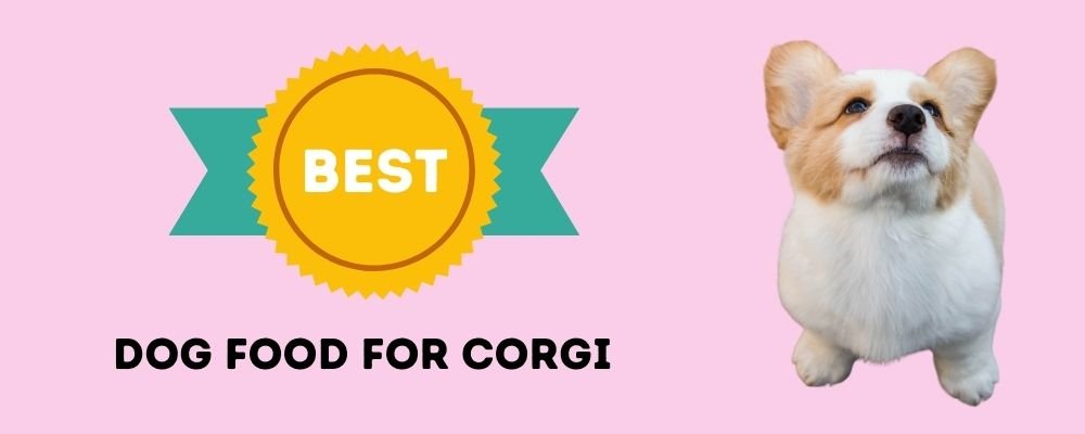 Best Dog Food for Corgi