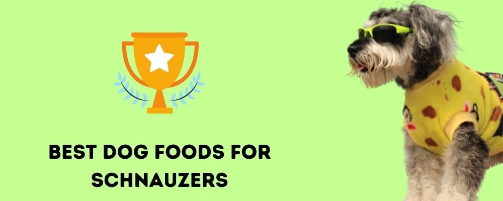 Best Dog Foods for Schnauzers
