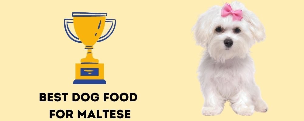 Best Dog Foods for Maltese