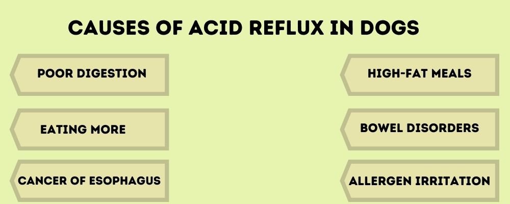 Common Causes of Acid Reflux in Dogs
