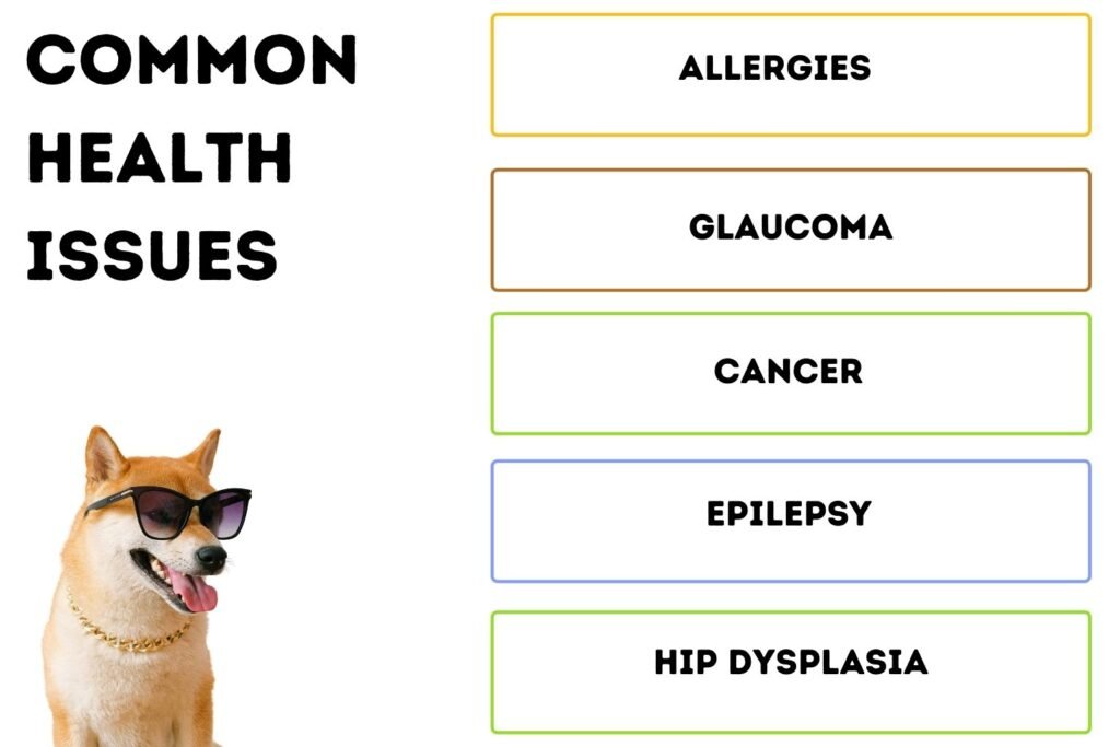 Common Health Issues In Shiba Inu Dogs